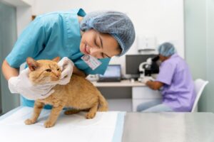 Stem Cell Therapy for Pets